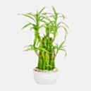 father's day plant collection