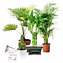 Online Plant Delivery Dhaka - Plants for All Occasions