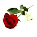 Valentines Day Flower Delivery Dhaka