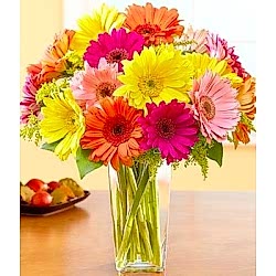 Send Colorful Gerbera Daisies to Dhaka in Bangladesh