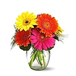 Send Nine Colors Gerberas in a Glass Vase to Dhaka in Bangladesh
