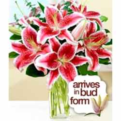 Send Fragrant Stargazer Lilies to Dhaka in Bangladesh