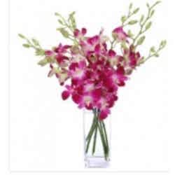 Send Wine Coloured Dendrobium Orchids to Dhaka in Bangladesh