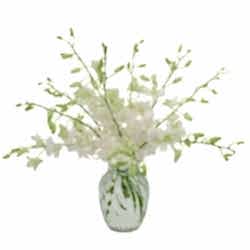 Send All White Dendrobium Orchids to Dhaka in Bangladesh