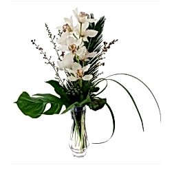 Send Cymbidium Orchids to Dhaka in Bangladesh