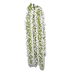 send gazra flower for your beautiful dear ones to Bangladesh