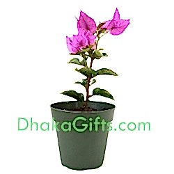 send bougainvillea plant to dhaka