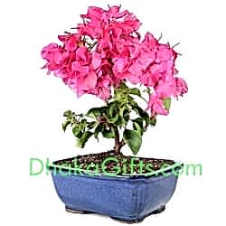 send live bougainvillea plant to dhaka
