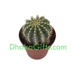 send live cactus plant in dhaka