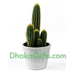 send live cactus plant in dhaka