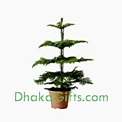 send live crismas plant to dhaka