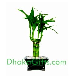 send dracaena sanderiana to dhaka