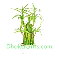 send dracaena sanderiana plant in dhaka