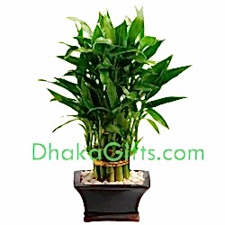 send live dracaena sanderiana to dhaka