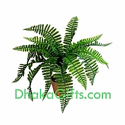 send live fern plant to dhaka
