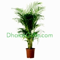 send live herica palm plant to dhaka