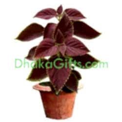 send live plant in dhaka