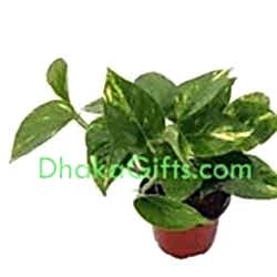 send live money plant to dhaka