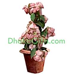 send live pink moshonda plant to dhaka