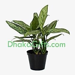 send Live silver queen plant to dhaka