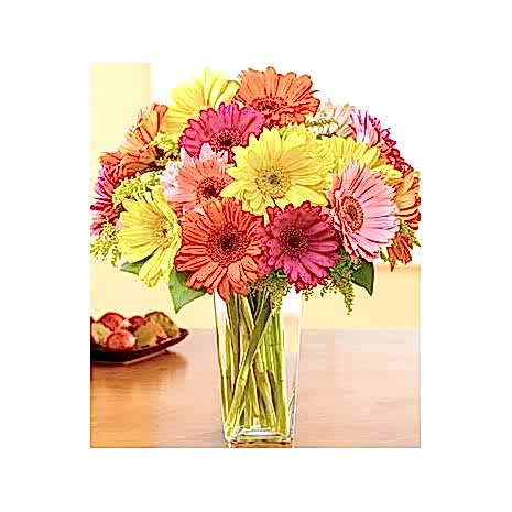 Send Colorful Gerbera Daisies to Dhaka in Bangladesh