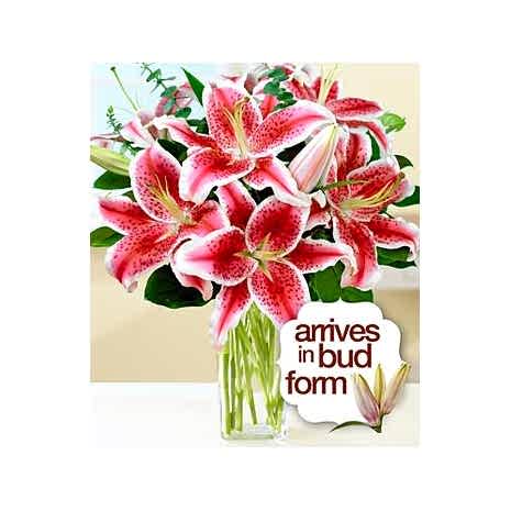 Send Fragrant Stargazer Lilies to Dhaka in Bangladesh