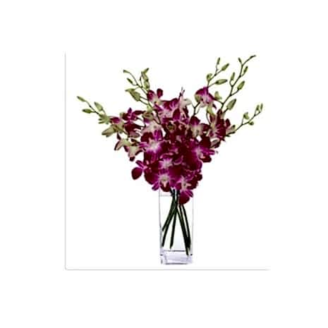 Send Wine Coloured Dendrobium Orchids to Dhaka in Bangladesh