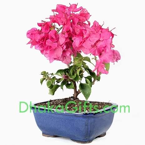 send live bougainvillea plant to dhaka