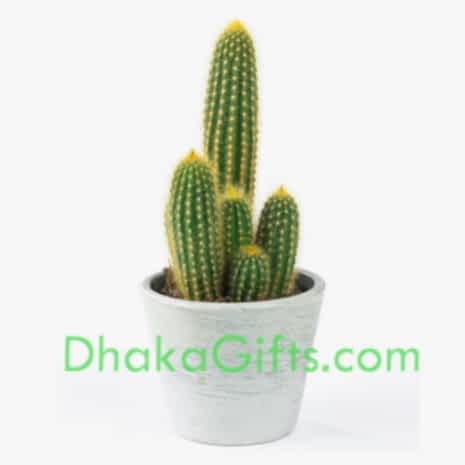 send live cactus plant in dhaka