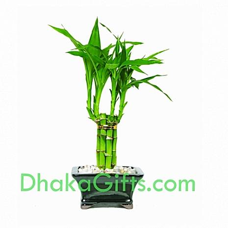 send dracaena sanderiana to dhaka