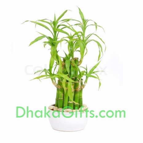 send dracaena sanderiana plant in dhaka
