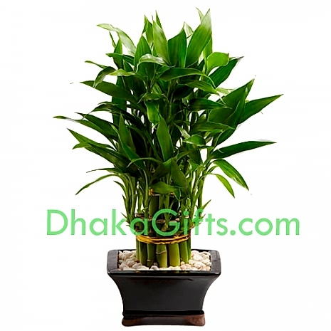 send live dracaena sanderiana to dhaka