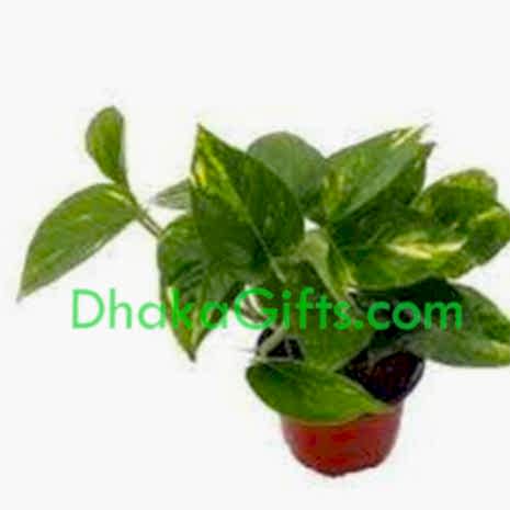 send live money plant to dhaka