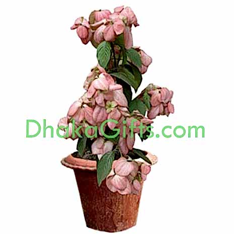 send live pink moshonda plant to dhaka