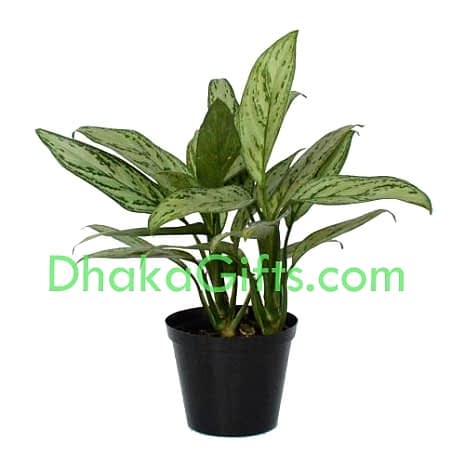 send Live silver queen plant to dhaka